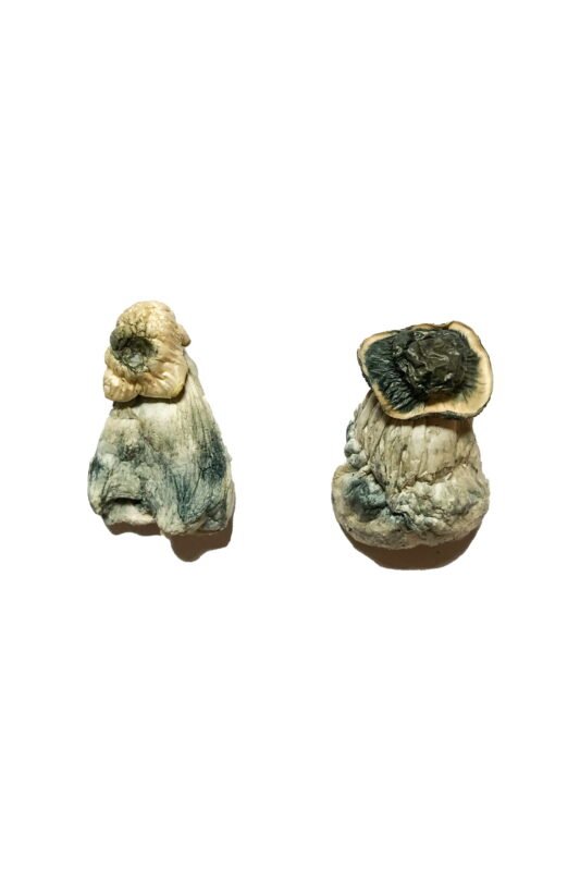 Albino Penis Envy Magic Mushrooms