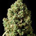 Early Maroc Marijuana Strain