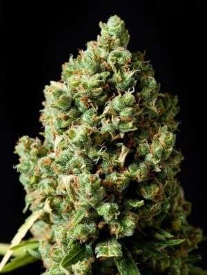 Early Maroc Marijuana Strain