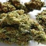 Easy Sativa Weed Strain