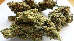 Easy Sativa Weed Strain