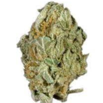 Full Moon Cannabis Strain