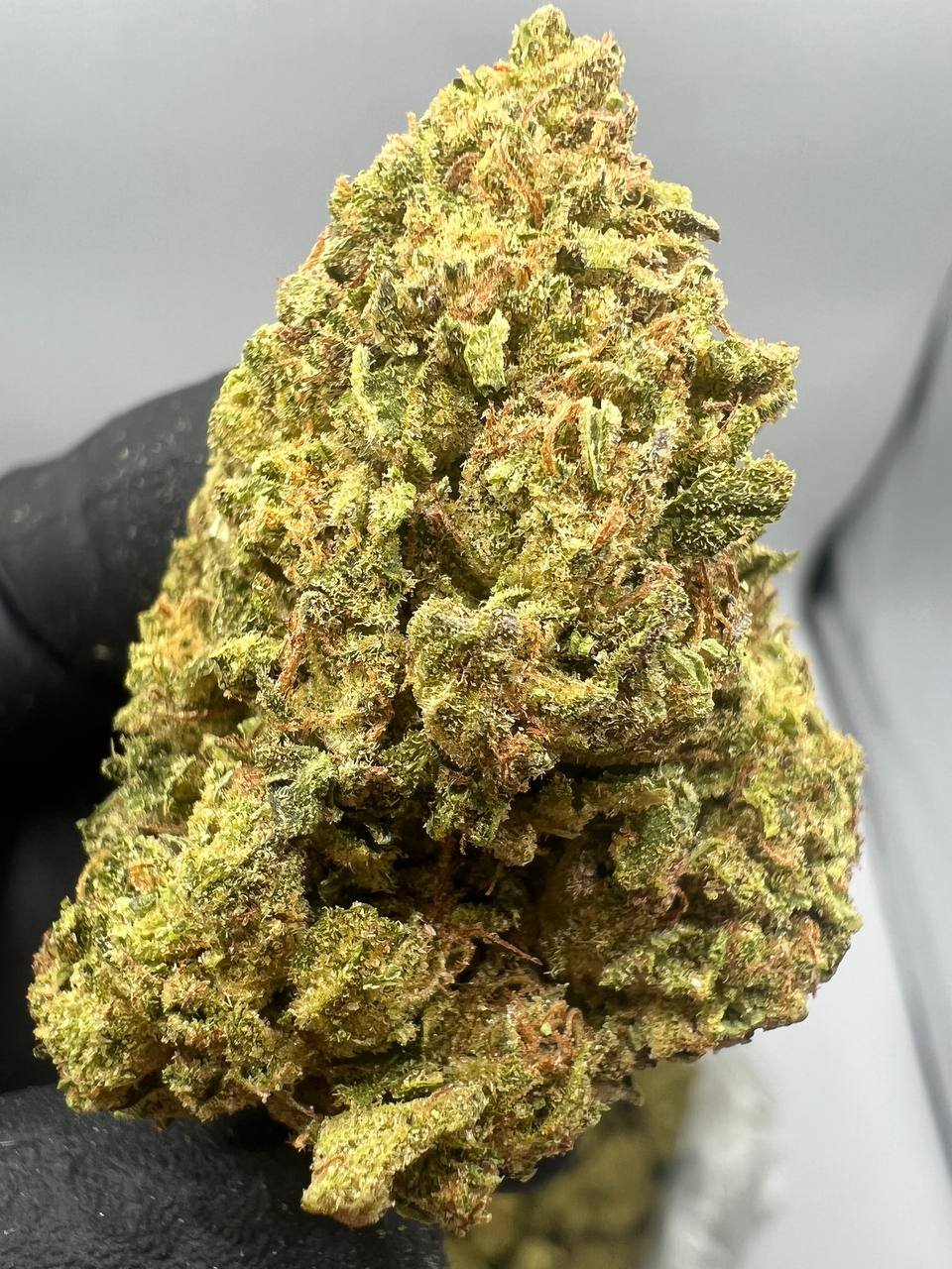 Guava Weed Strain Guava Weed Strain