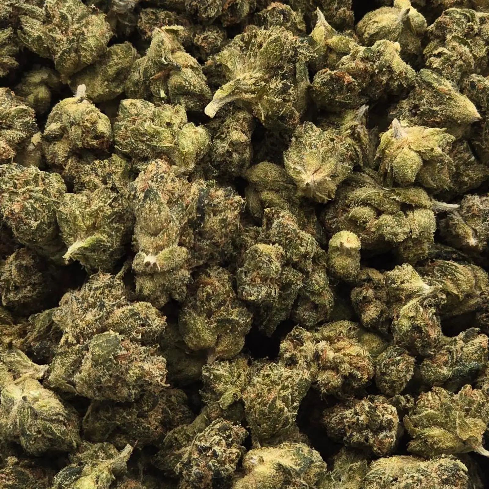 Legend OG Smalls - BulkWeedUS